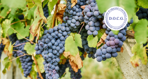 Barbera del Monferrato Superiore