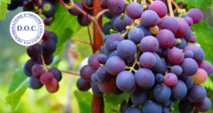 MALVASIA DI CASTELNUOVO DON BOSCO