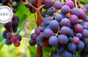 MALVASIA DI CASTELNUOVO DON BOSCO