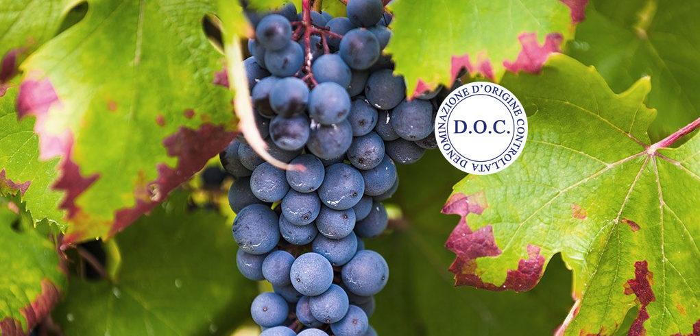 Dolcetto d'Acqui