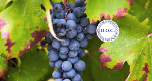 Dolcetto d'Acqui