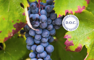 Dolcetto d'Acqui