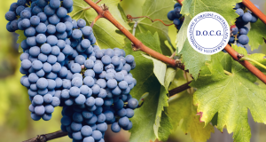 Barolo